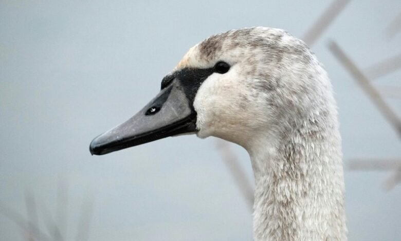 controlled dataset identification summary